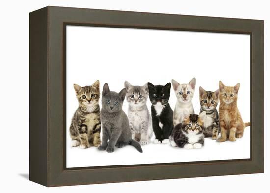 Kittens Line-Up-null-Framed Premier Image Canvas
