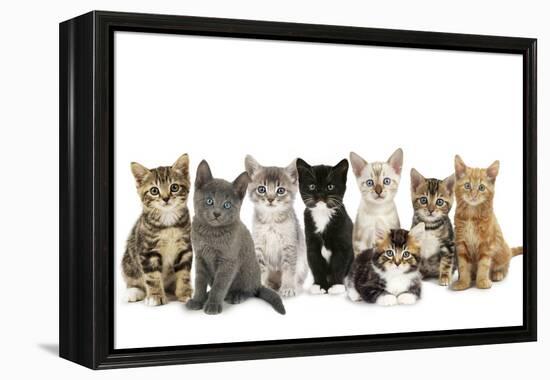 Kittens Line-Up-null-Framed Premier Image Canvas