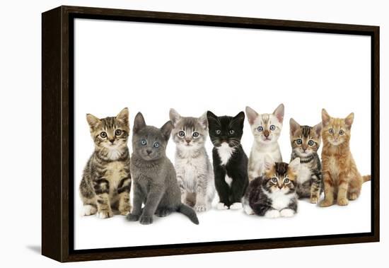 Kittens Line-Up-null-Framed Premier Image Canvas