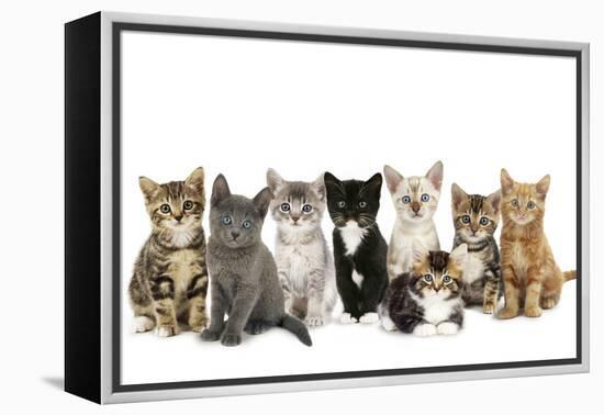 Kittens Line-Up-null-Framed Premier Image Canvas