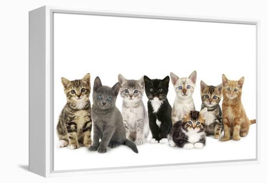 Kittens Line-Up-null-Framed Premier Image Canvas