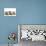 Kittens Line-Up-null-Premium Photographic Print displayed on a wall