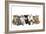 Kittens Line-Up-null-Framed Photographic Print