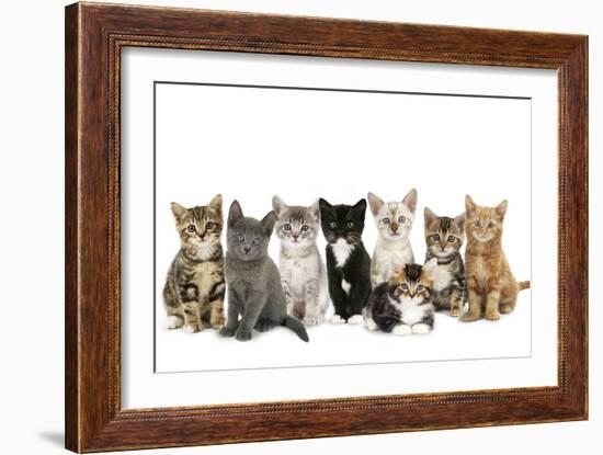 Kittens Line-Up-null-Framed Photographic Print