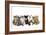 Kittens Line-Up-null-Framed Photographic Print