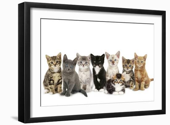 Kittens Line-Up-null-Framed Photographic Print