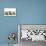 Kittens Line-Up-null-Mounted Photographic Print displayed on a wall