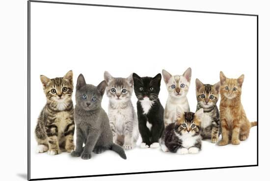 Kittens Line-Up-null-Mounted Photographic Print