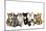 Kittens Line-Up-null-Mounted Photographic Print