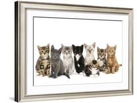 Kittens Line-Up-null-Framed Photographic Print