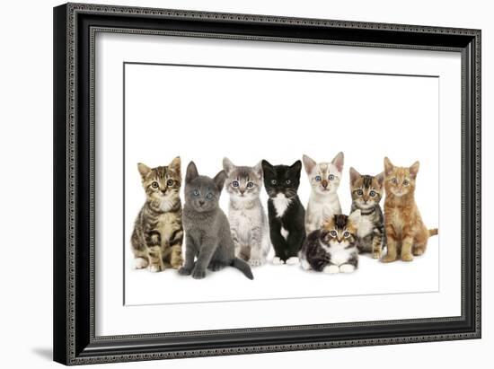 Kittens Line-Up-null-Framed Photographic Print