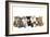 Kittens Line-Up-null-Framed Photographic Print