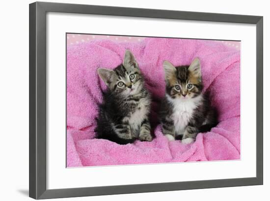 Kittens on Pink Towel-null-Framed Photographic Print