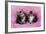 Kittens on Pink Towel-null-Framed Photographic Print