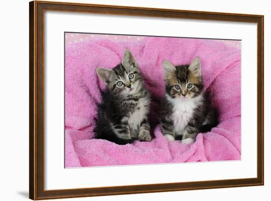 Kittens on Pink Towel-null-Framed Photographic Print