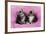 Kittens on Pink Towel-null-Framed Photographic Print