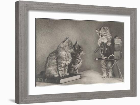 Kittens Playing Photographer-null-Framed Art Print