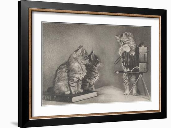 Kittens Playing Photographer-null-Framed Art Print