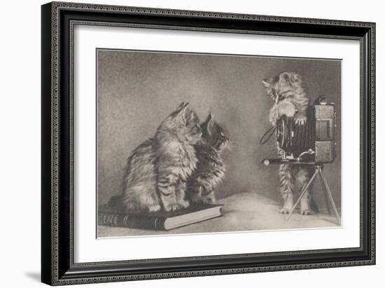 Kittens Playing Photographer-null-Framed Art Print