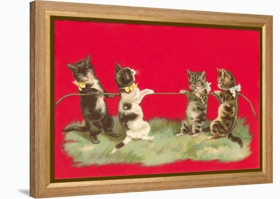 Kittens Playing Tug of War-null-Framed Stretched Canvas