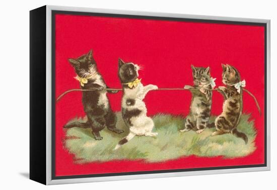 Kittens Playing Tug of War-null-Framed Stretched Canvas