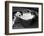 Kittens Slurping from a Pail of Milk-null-Framed Photographic Print
