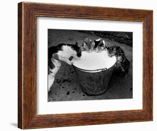 Kittens Slurping from a Pail of Milk-null-Framed Photographic Print
