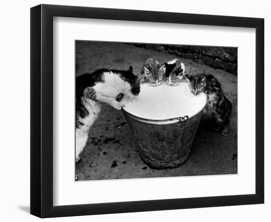 Kittens Slurping from a Pail of Milk-null-Framed Photographic Print