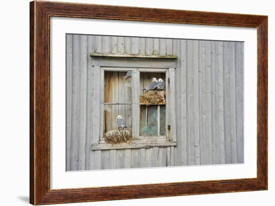 Kittiwake Gulls (Rissa Tridactyla) on an Abandoned House, Batsfjord Village Harbour, Norway-Staffan Widstrand-Framed Photographic Print