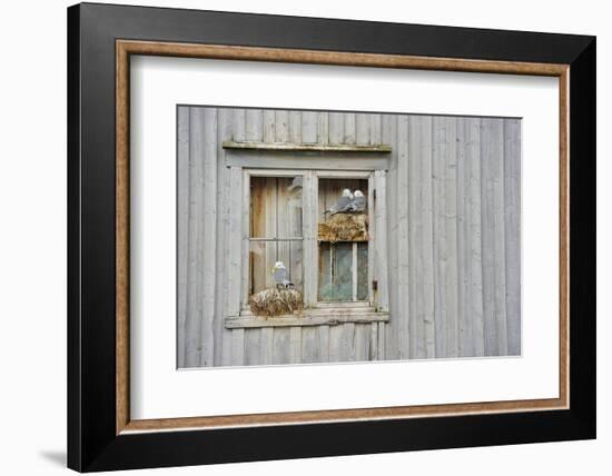 Kittiwake Gulls (Rissa Tridactyla) on an Abandoned House, Batsfjord Village Harbour, Norway-Staffan Widstrand-Framed Photographic Print