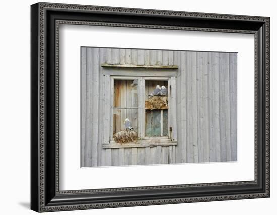 Kittiwake Gulls (Rissa Tridactyla) on an Abandoned House, Batsfjord Village Harbour, Norway-Staffan Widstrand-Framed Photographic Print