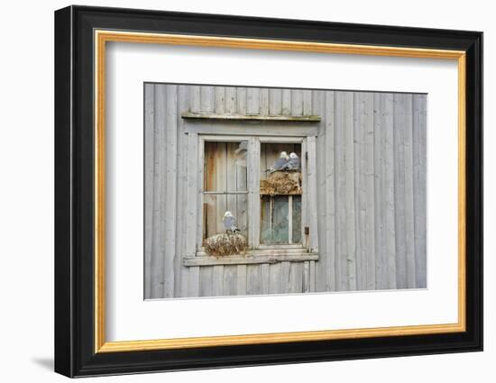 Kittiwake Gulls (Rissa Tridactyla) on an Abandoned House, Batsfjord Village Harbour, Norway-Staffan Widstrand-Framed Photographic Print