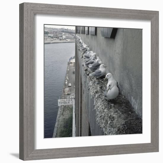 Kittiwake Nesting Colony on Warehouse, Newcastle-Upon-Tyne, UK. One of Few Inland Nestsites-null-Framed Photographic Print