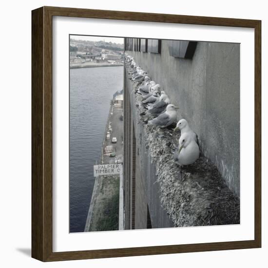 Kittiwake Nesting Colony on Warehouse, Newcastle-Upon-Tyne, UK. One of Few Inland Nestsites-null-Framed Photographic Print