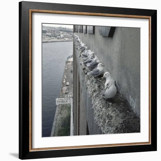 Kittiwake Nesting Colony on Warehouse, Newcastle-Upon-Tyne, UK. One of Few Inland Nestsites-null-Framed Photographic Print