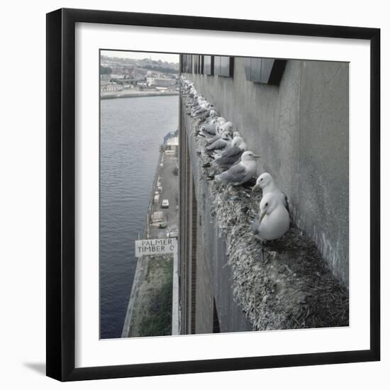 Kittiwake Nesting Colony on Warehouse, Newcastle-Upon-Tyne, UK. One of Few Inland Nestsites-null-Framed Photographic Print