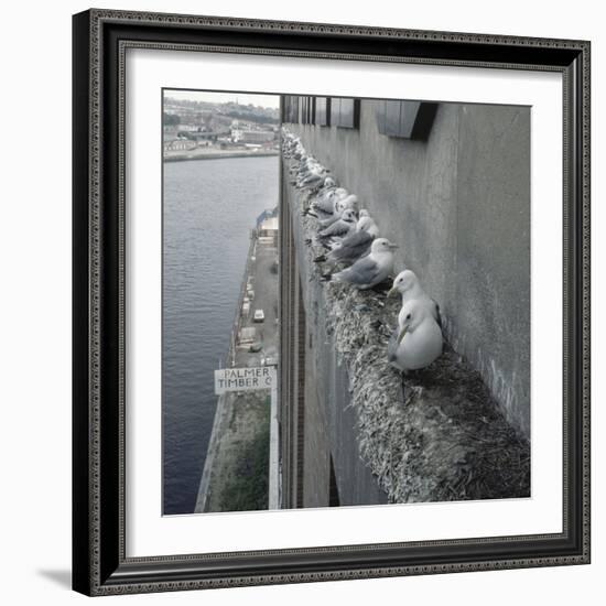 Kittiwake Nesting Colony on Warehouse, Newcastle-Upon-Tyne, UK. One of Few Inland Nestsites-null-Framed Photographic Print