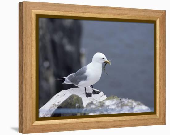 Kittiwake, Pembrokeshire, Wales, United Kingdom-Roy Rainford-Framed Premier Image Canvas