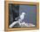 Kittiwake, Pembrokeshire, Wales, United Kingdom-Roy Rainford-Framed Premier Image Canvas