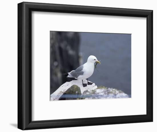 Kittiwake, Pembrokeshire, Wales, United Kingdom-Roy Rainford-Framed Photographic Print