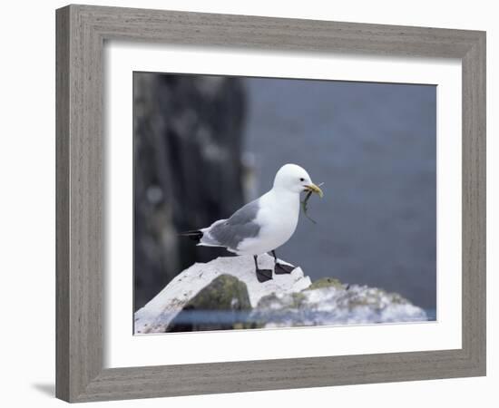 Kittiwake, Pembrokeshire, Wales, United Kingdom-Roy Rainford-Framed Photographic Print