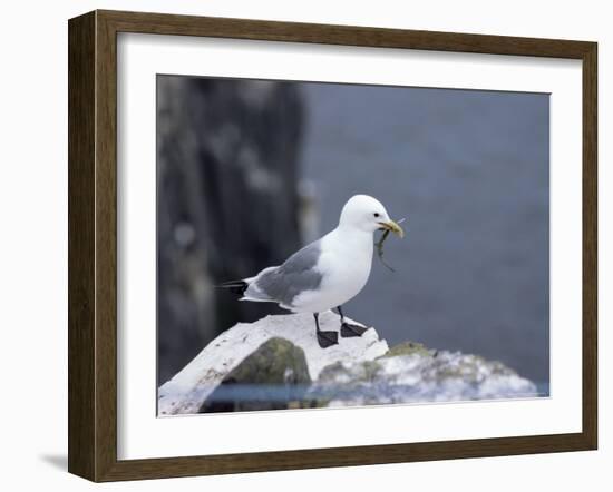 Kittiwake, Pembrokeshire, Wales, United Kingdom-Roy Rainford-Framed Photographic Print