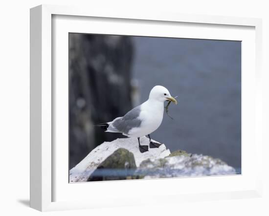 Kittiwake, Pembrokeshire, Wales, United Kingdom-Roy Rainford-Framed Photographic Print