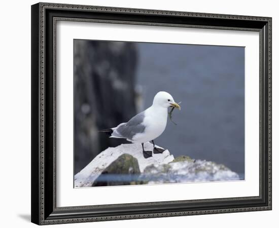 Kittiwake, Pembrokeshire, Wales, United Kingdom-Roy Rainford-Framed Photographic Print