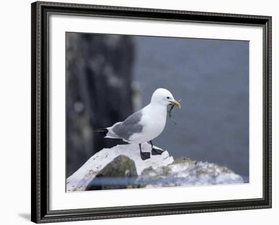 Kittiwake, Pembrokeshire, Wales, United Kingdom-Roy Rainford-Framed Photographic Print