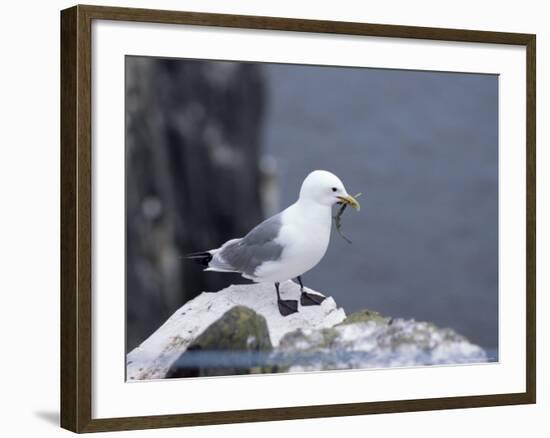 Kittiwake, Pembrokeshire, Wales, United Kingdom-Roy Rainford-Framed Photographic Print