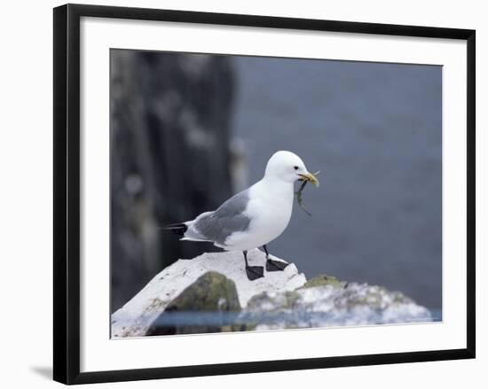 Kittiwake, Pembrokeshire, Wales, United Kingdom-Roy Rainford-Framed Photographic Print