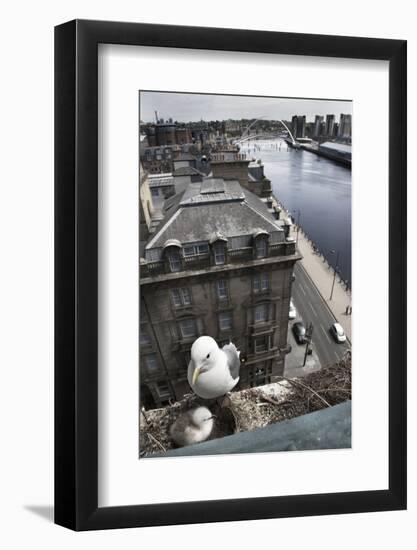 Kittiwake (Rissa Tridactyla) Female with Chick Nesting on Tyne Bridge, Newcastle, UK, June-Ann & Steve Toon-Framed Photographic Print