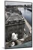 Kittiwake (Rissa Tridactyla) Female with Chick Nesting on Tyne Bridge, Newcastle, UK, June-Ann & Steve Toon-Mounted Photographic Print