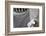 Kittiwake (Rissa Tridactyla) Nesting on Tyne Bridge, Newcastle, UK, June-Ann & Steve Toon-Framed Photographic Print